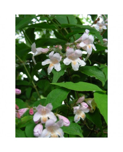 Kolkwitzia amabilis - Buisson de Beauté