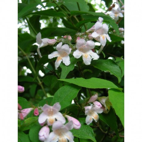 Kolkwitzia amabilis - Buisson de Beauté