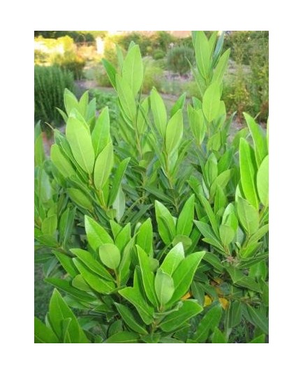 Laurus nobilis - Laurier Sauce, Laurier D' Apollon, Laurier noble