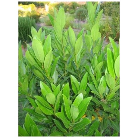 Laurus nobilis - Laurier Sauce, Laurier D' Apollon, Laurier noble