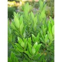 Laurus nobilis - Laurier Sauce, Laurier D' Apollon, Laurier noble