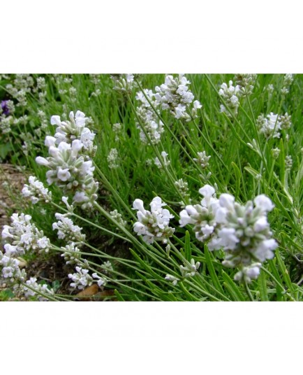 Lavandula angustifolia 'Alba' - Lavande blanche
