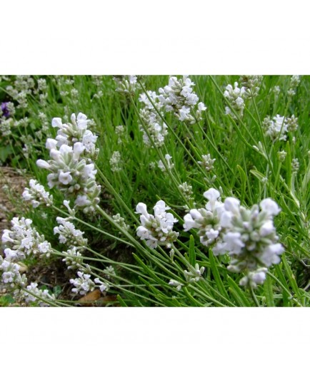 Lavandula angustifolia 'Alba' - Lavande blanche