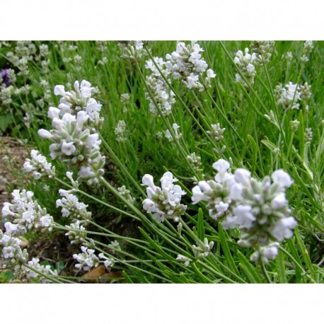 Lavandula angustifolia 'Alba' - Lavande blanche