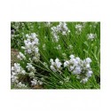 Lavandula angustifolia 'Alba' - Lavande blanche