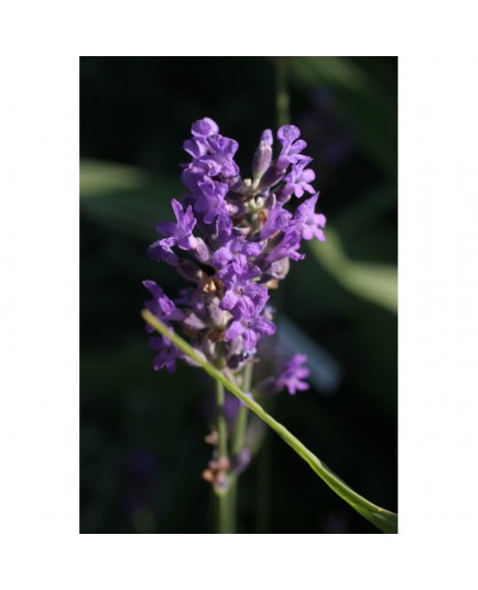 Lavandula angustifolia 'Dwarf Blue' - Lavande officinale