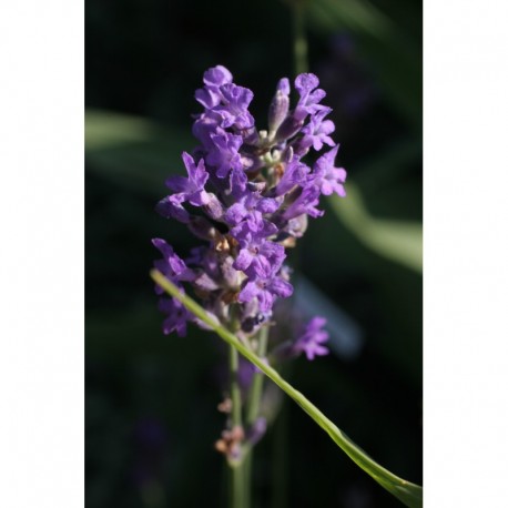 Lavandula angustifolia 'Dwarf Blue' - Lavande officinale