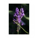 Lavandula angustifolia 'Dwarf Blue' - Lavande officinale