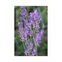 Lavandula angustifolia 'Dwarf Blue' - Lavande officinale