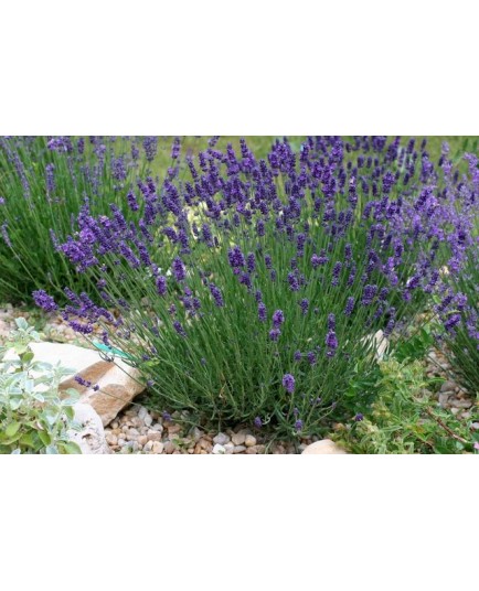 Lavandula angustifolia 'Hidcote' - Lavande à feuilles étroites