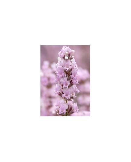 Lavandula angustifolia 'Rosea' - Lavande rose