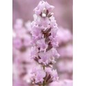 Lavandula angustifolia 'Rosea' - Lavande rose