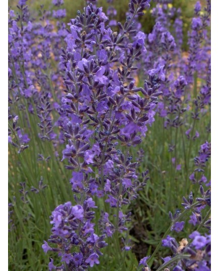 Lavandula angustifolia - Lavande vraie 