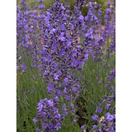 Lavandula angustifolia - Lavande vraie 