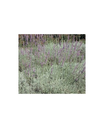 Lavandula intermedia x 'Dutch' - Lavandin