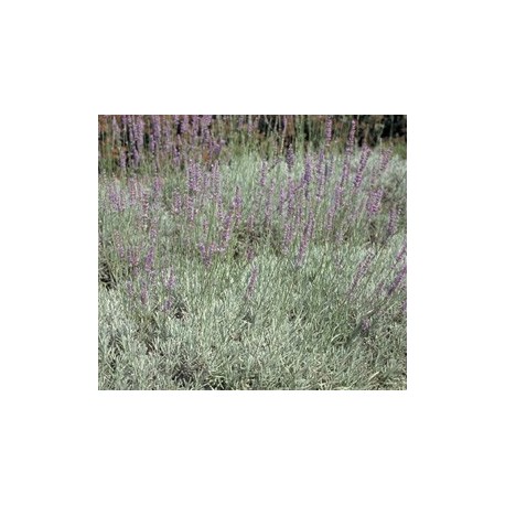 Lavandula intermedia x 'Dutch' - Lavandin