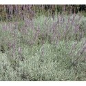 Lavandula intermedia x 'Dutch' - Lavandin