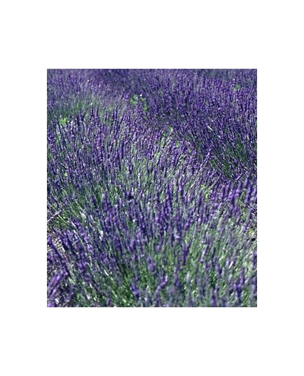 Lavandula intermedia x 'Grosso' - Lavandin 'Grosso'