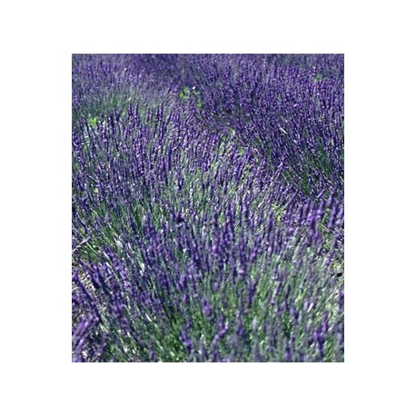 Lavandula intermedia x 'Grosso' - Lavandin 'Grosso'