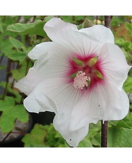 Lavatera clementii x 'Barnsley' - lavatère en arbre, lavatère arbustive,