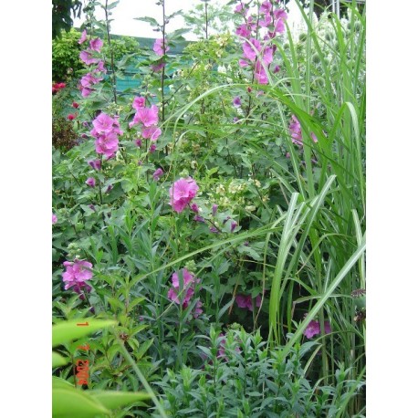 Lavatera clementii x 'Bredon Springs' - Lavatère arbustive