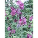 Lavatera clementii x 'Bredon Springs' - Lavatère arbustive