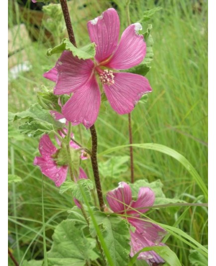 Lavatera clementii x 'Burgundy Wine' - lavatère arbustive, lavatère en arbre