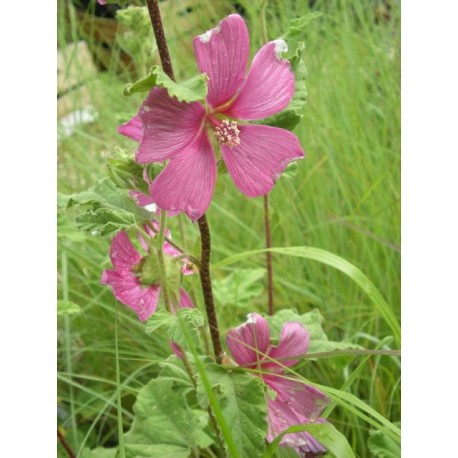 Lavatera clementii x 'Burgundy Wine' - lavatère arbustive, lavatère en arbre