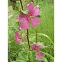 Lavatera clementii x 'Burgundy Wine' - lavatère arbustive, lavatère en arbre