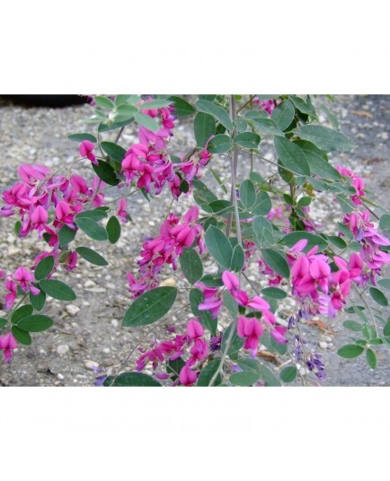 Lespedeza thunbergii , desmodium