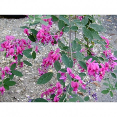 Lespedeza thunbergii , desmodium