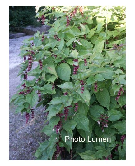 Leycesteria formosa - Arbre aux faisans, Himalayan Honeysuckle