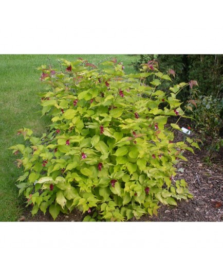 Leycesteria formosa 'Golden Lanterns' ® - arbre aux lanternes doré, Chèvrefeuille de l'Himalaya