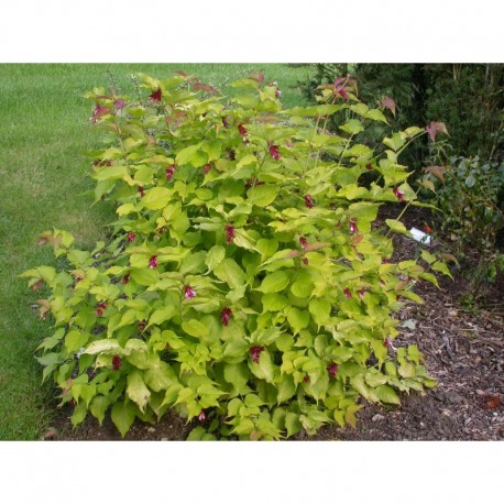 Leycesteria formosa 'Golden Lanterns' ® - arbre aux lanternes doré, Chèvrefeuille de l'Himalaya