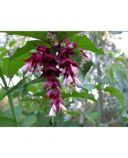 Leycesteria formosa 'Purple Rain' - Arbre Aux Faisans