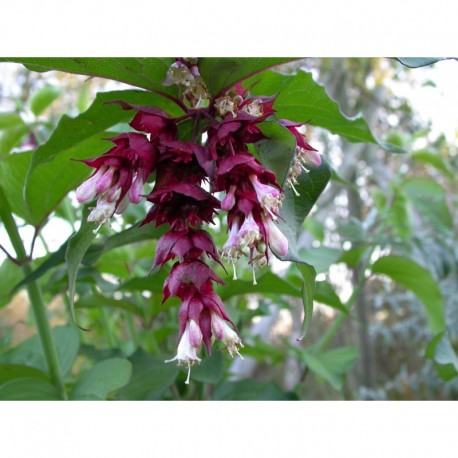 Leycesteria formosa 'Purple Rain' - Arbre Aux Faisans