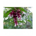 Leycesteria formosa 'Purple Rain' - Arbre Aux Faisans