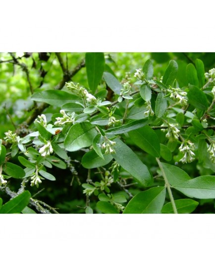 Ligustrum obtusifolium 'Forescate' - Troène