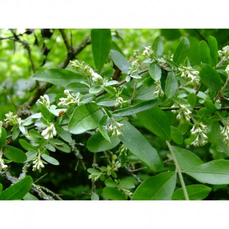 Ligustrum obtusifolium 'Forescate' - Troène