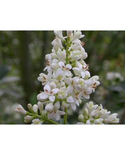 Ligustrum vulgare 'Golden Drops' - Troène à fruits jaunes