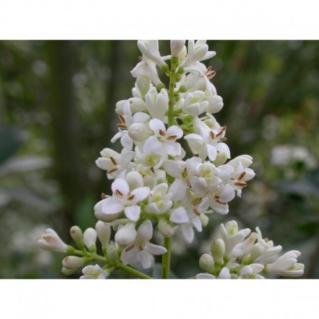 Ligustrum vulgare 'Golden Drops' - Troène à fruits jaunes