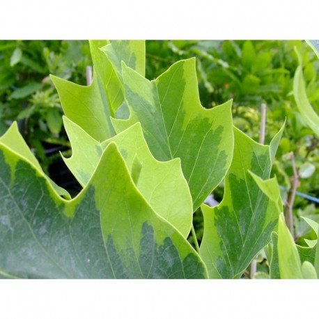 Liriodendron tulipifera 'Aureomarginatum' - Tulipier panaché