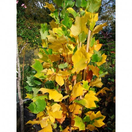 Liriodendron tulipifera 'Fastigiatum' - Tulipier fastigié de Virginie