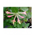 Lonicera 'Celestial'® - Chèvrefeuille