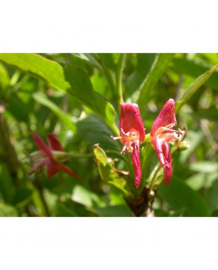 Lonicera alpigena - Chèvrefeuille des Alpes