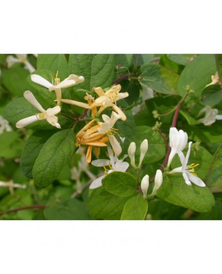 Lonicera bella x 'Chrysantha' - Chèvrefeuilles