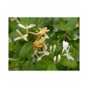 Lonicera bella x 'Chrysantha' - Chèvrefeuilles