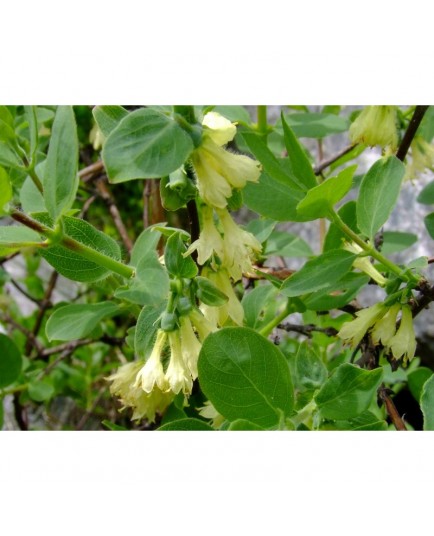 Lonicera caerulea - chévrefeuille bleu