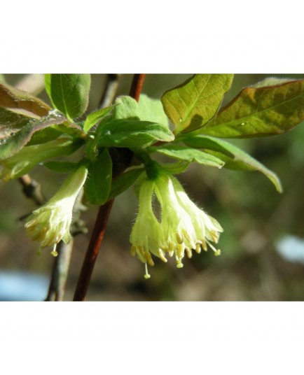 Lonicera caerulea var. edulis - Baie de Mai, chèvrefeuille de l'Amour