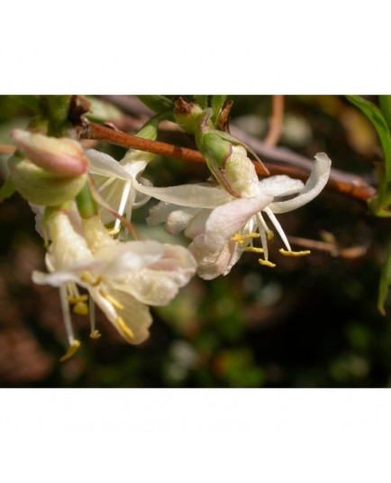 Lonicera fragrantissima - chèvrefeuille trés odorant